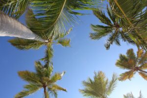 palms, punta cana, tropical, dominican republic, tropic, exotic, nature, sky, paradise, summer, punta cana, punta cana, punta cana, punta cana, punta cana, dominican republic