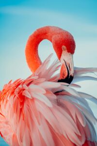Close-up of a vibrant pink flamingo gracefully preening its feathers under a clear blue sky.